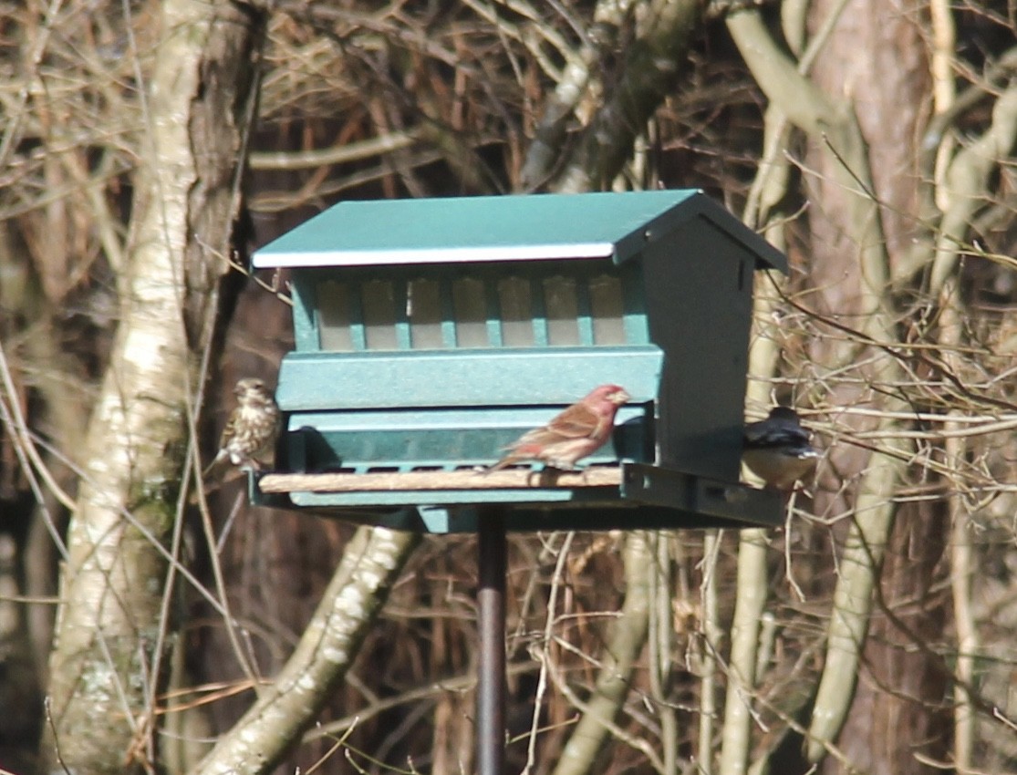 Purple Finch - Lisa Sellers