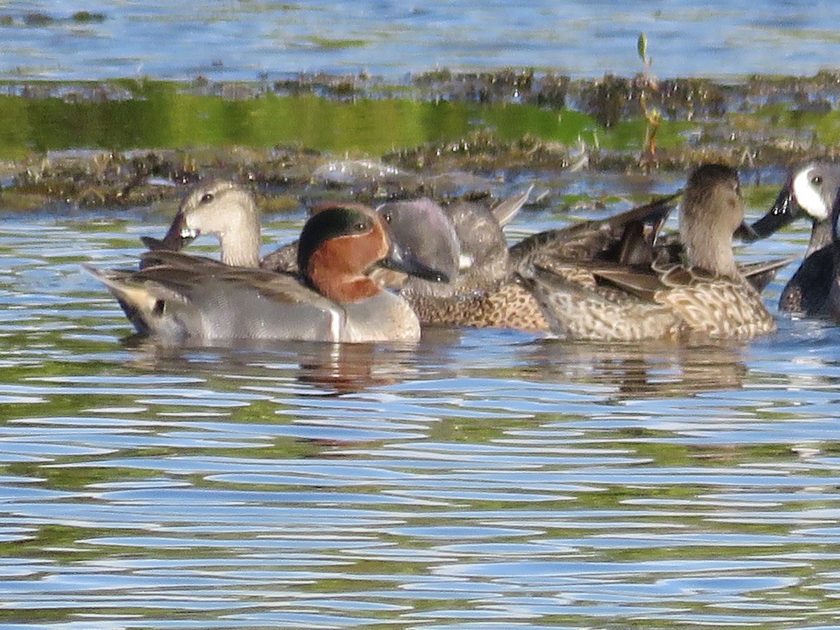 Green-winged Teal - ML305945221