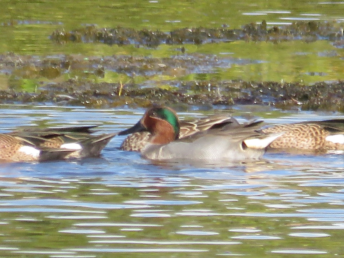 Green-winged Teal - ML305945401