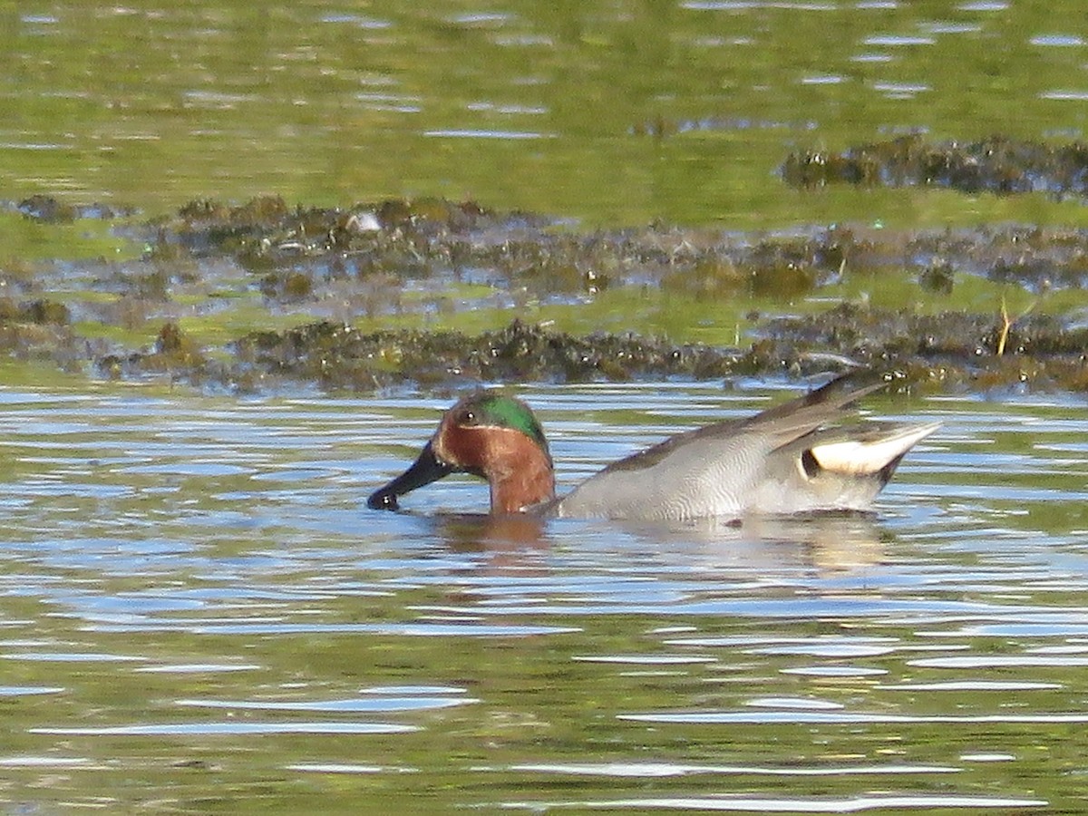 Green-winged Teal - ML305945421
