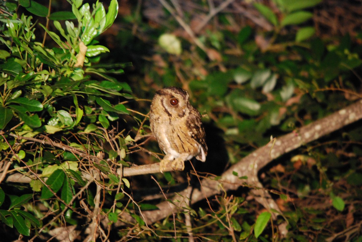 Indian Scops-Owl - ML30594551