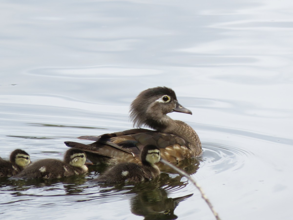 Canard branchu - ML30594591