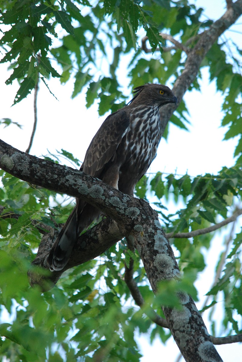 Changeable Hawk-Eagle (Crested) - ML30594611