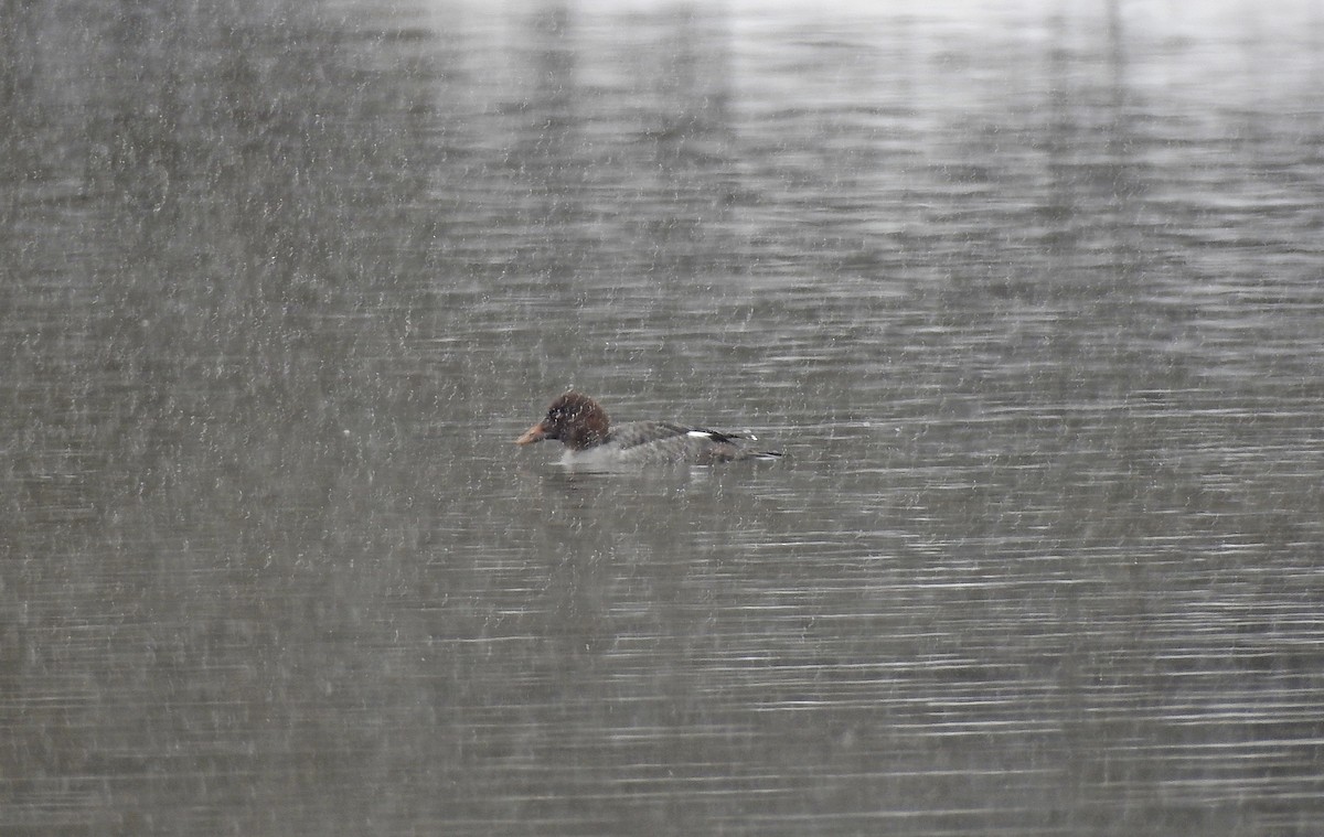 Common Goldeneye - ML305946871