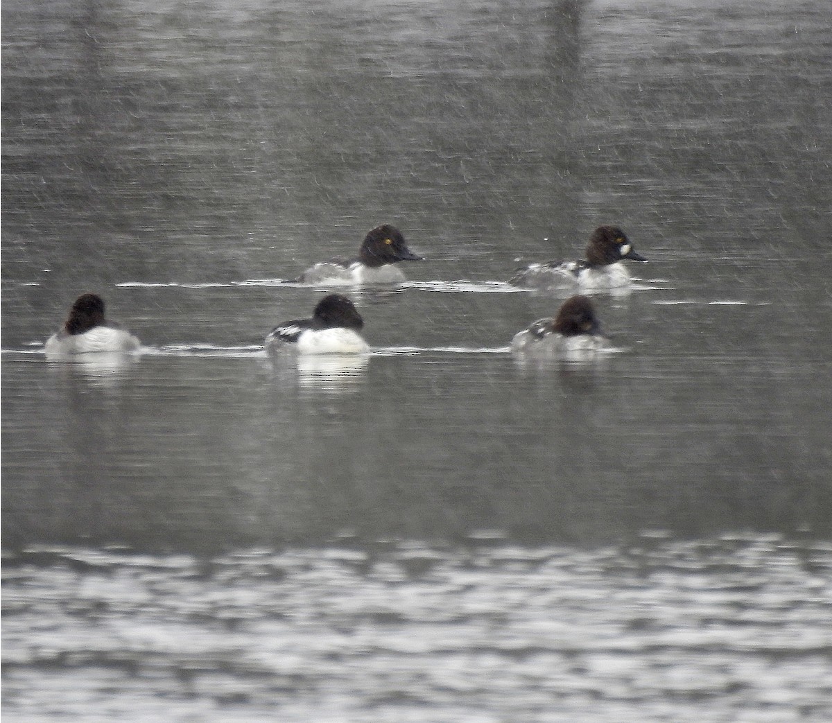 Common Goldeneye - ML305946901