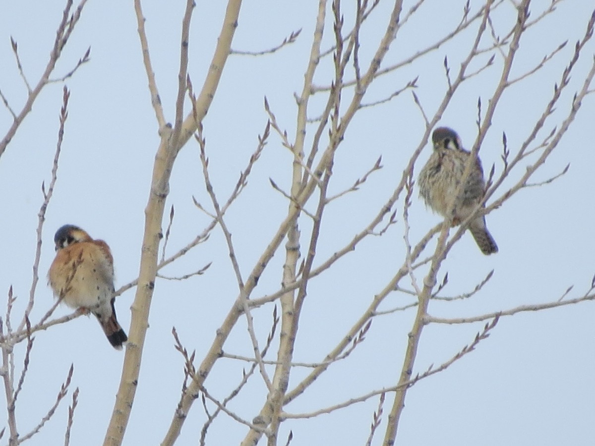 American Kestrel - ML305947481