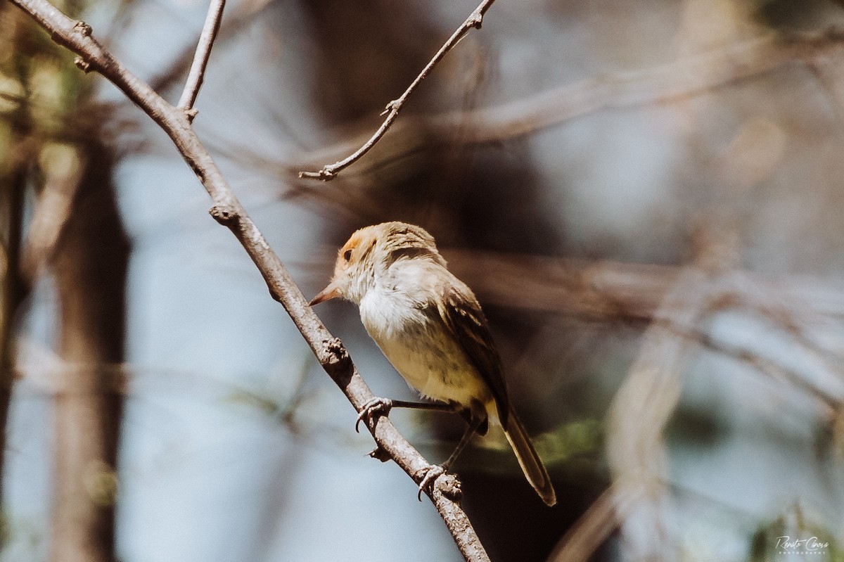 Fulvous-faced Scrub-Tyrant - Renato David Rojas Cánova