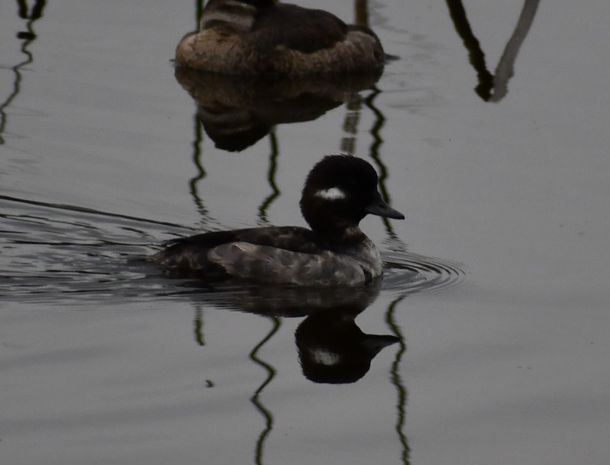 Bufflehead - ML305950661