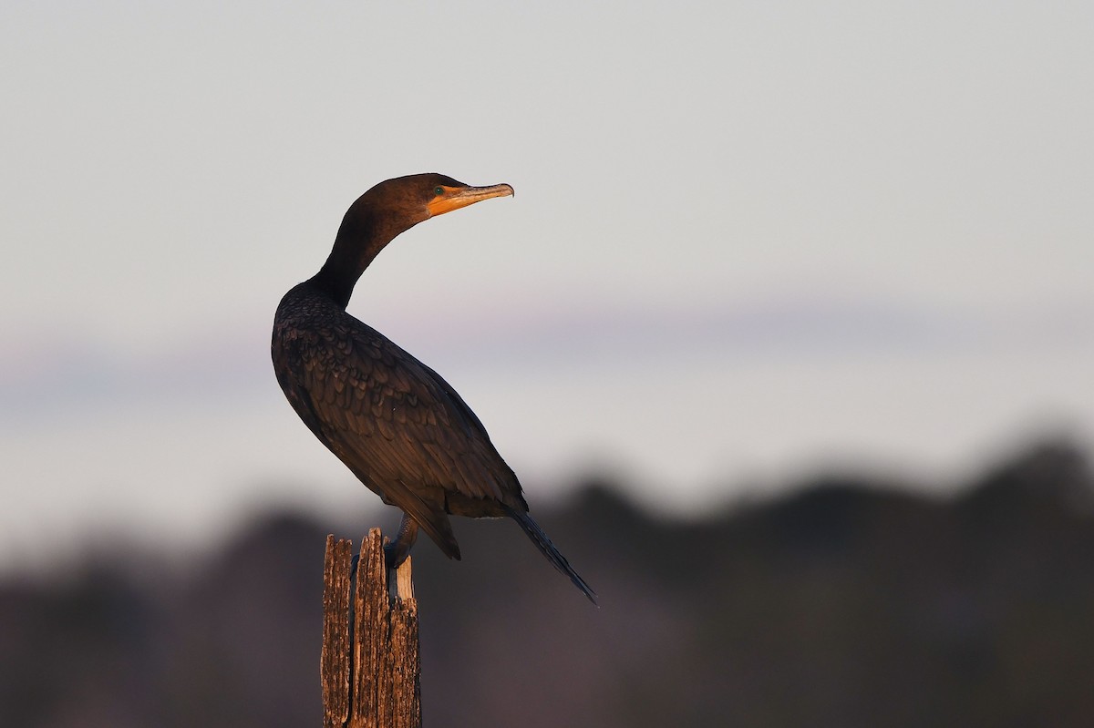 Double-crested Cormorant - ML305951531