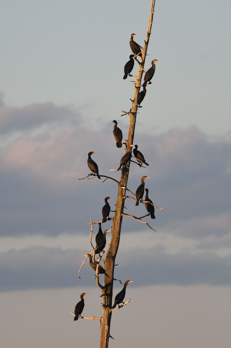 Double-crested Cormorant - ML305951561