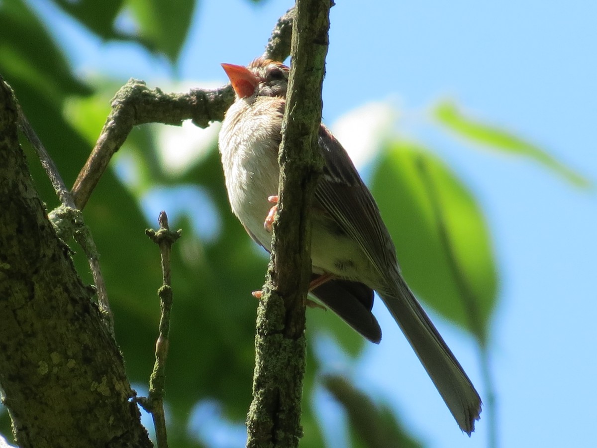 Field Sparrow - ML30595441