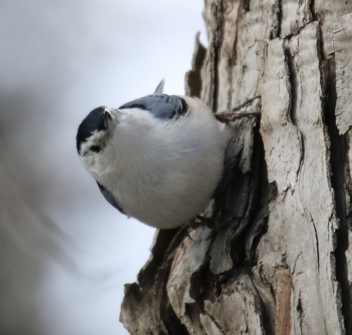 White-breasted Nuthatch - Kelly Krechmer