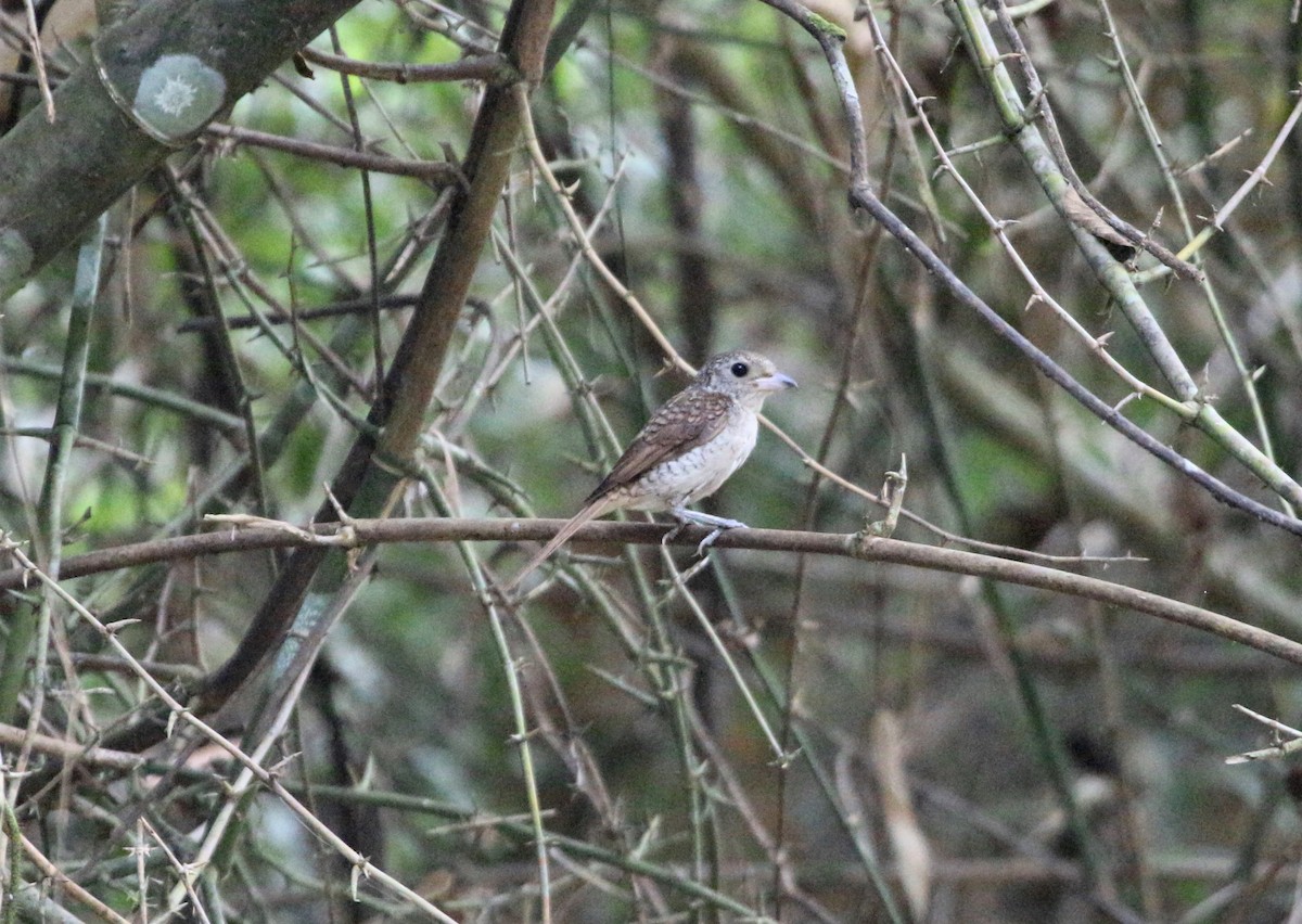 Tiger Shrike - ML30595641