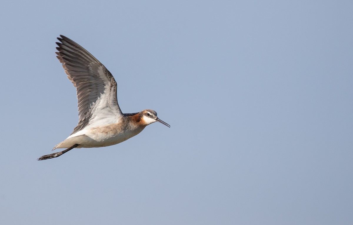 Wilson's Phalarope - Ian Davies