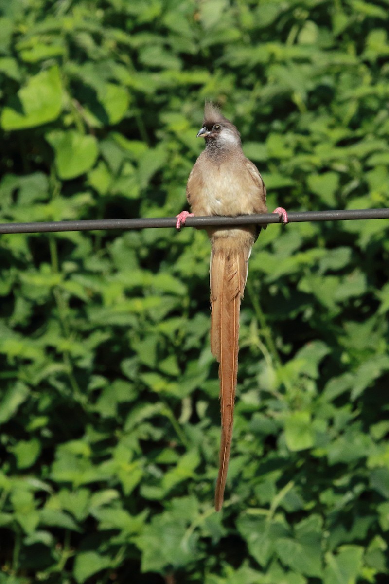 Braunflügel-Mausvogel - ML305960021