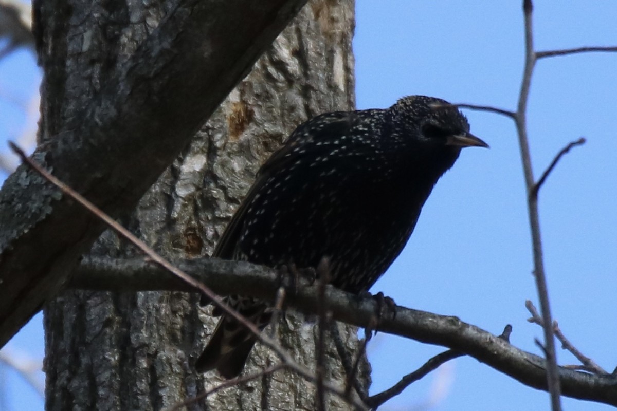 European Starling - ML305960551