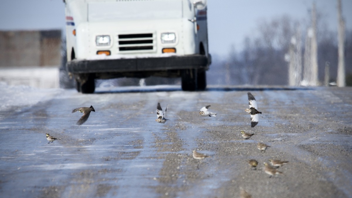 Snow Bunting - ML305962401