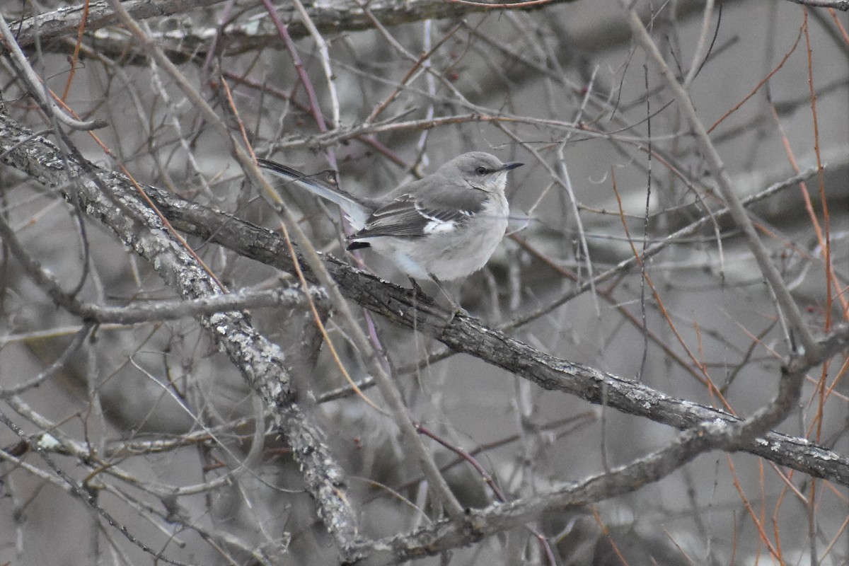 Northern Mockingbird - ML305962671