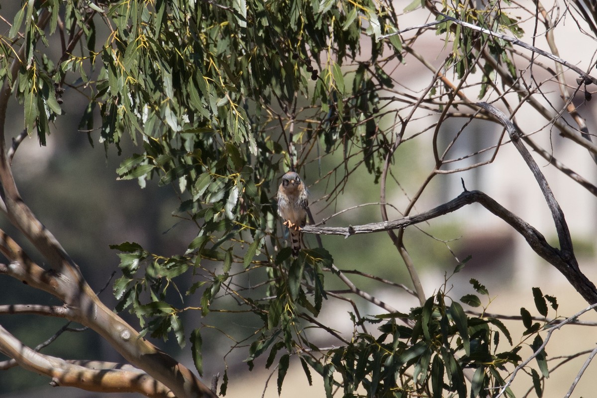 American Kestrel - ML30596291