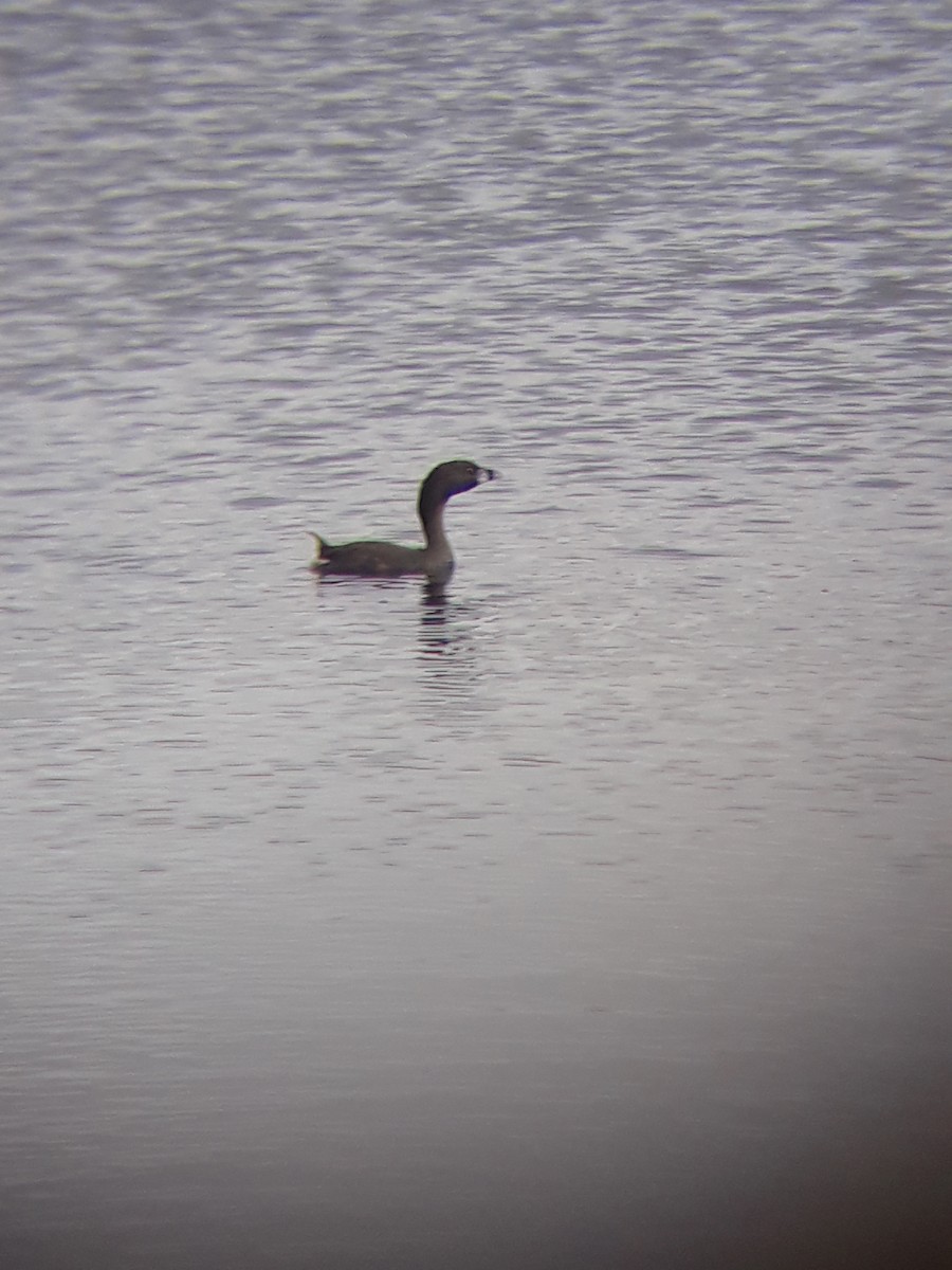 Pied-billed Grebe - ML305964591