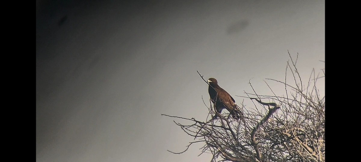 Greater Spotted Eagle - ML305964651