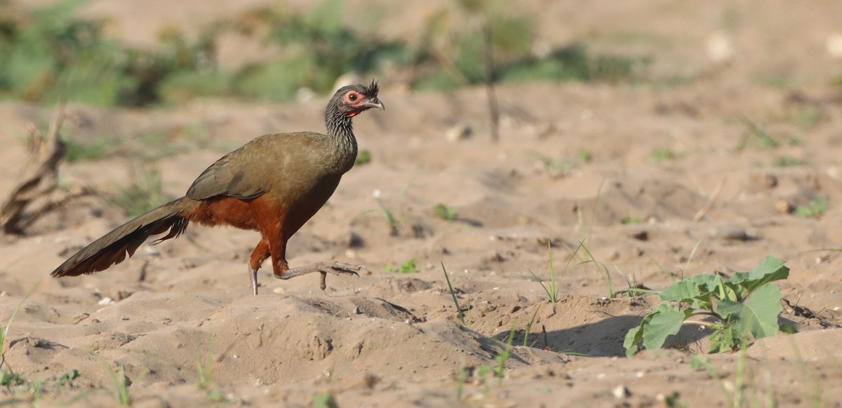 Rufous-bellied Chachalaca - ML305968391