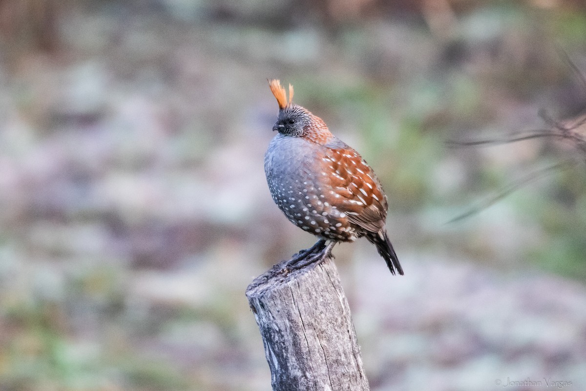 Elegant Quail - Jonathan Vargas