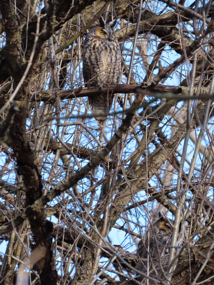 Long-eared Owl - ML305969601