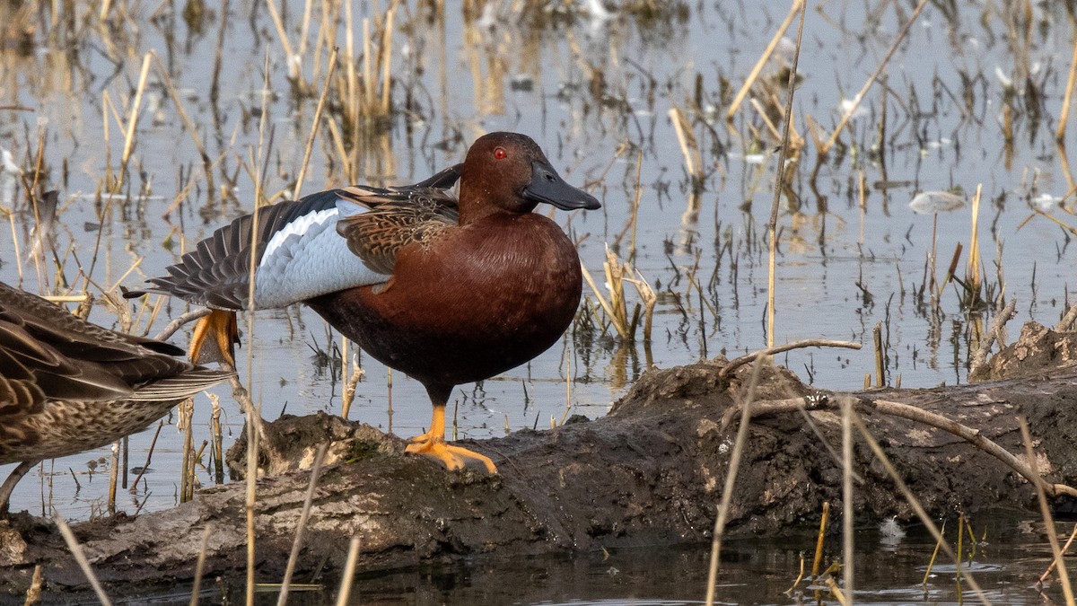 Cinnamon Teal - Jim Gain