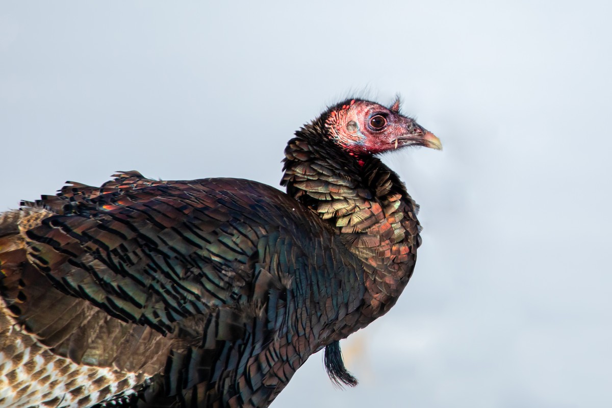 kalkun - ML305972231