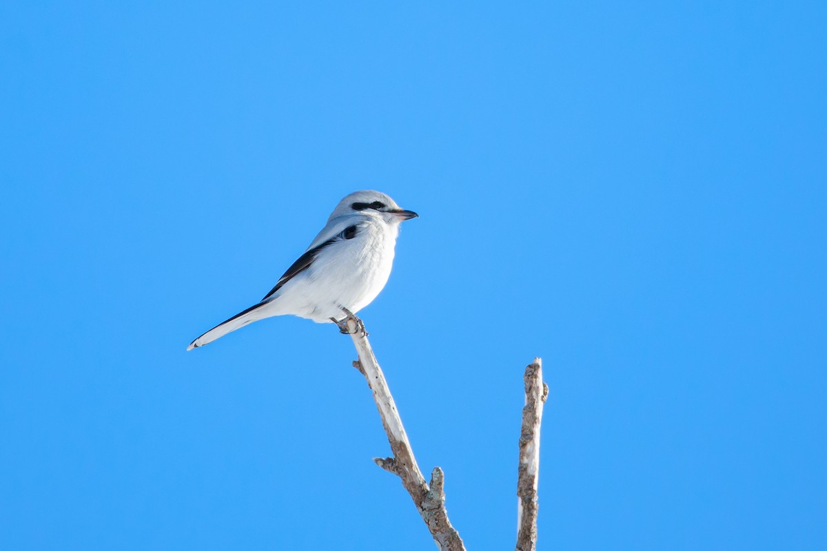 borealvarsler - ML305972561