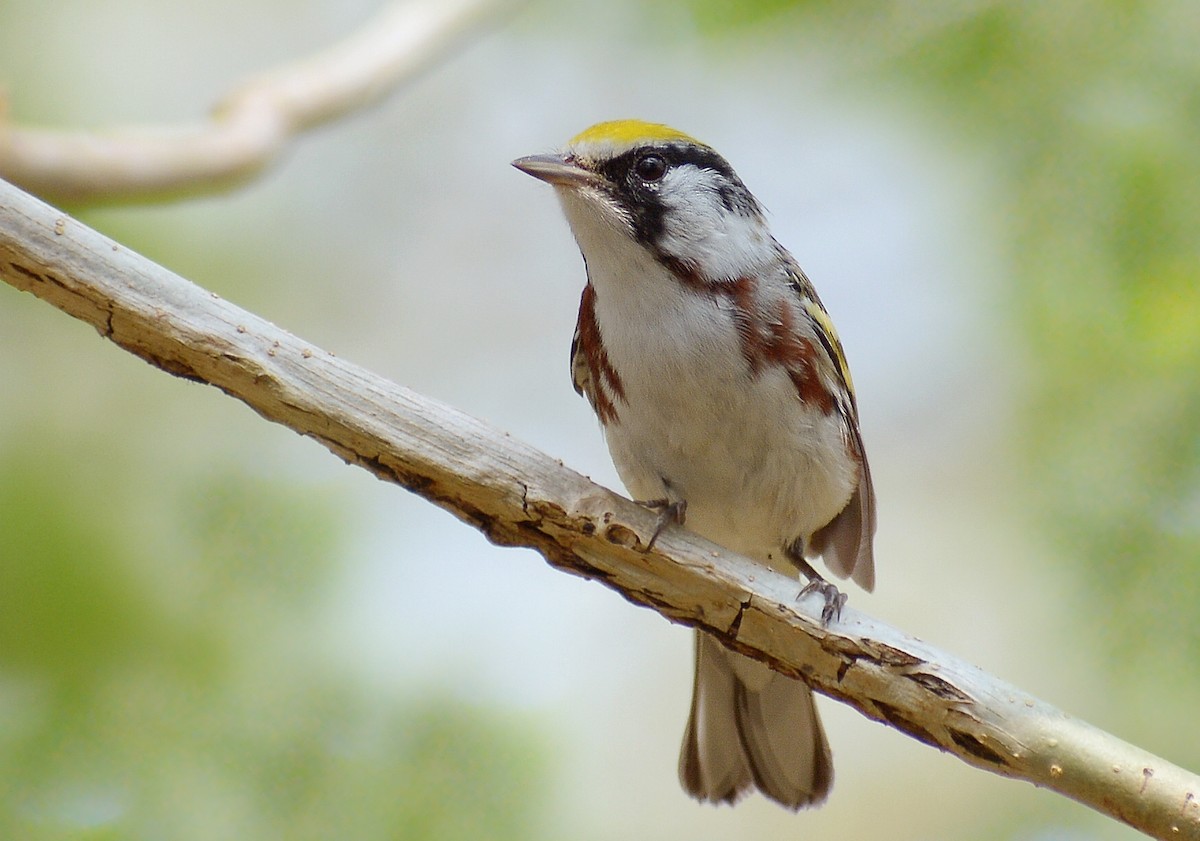 Chestnut-sided Warbler - ML305976921