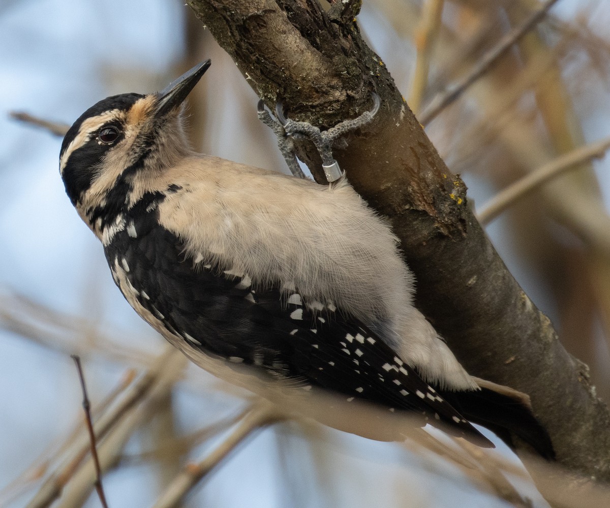 Hairy Woodpecker - Colin Clasen