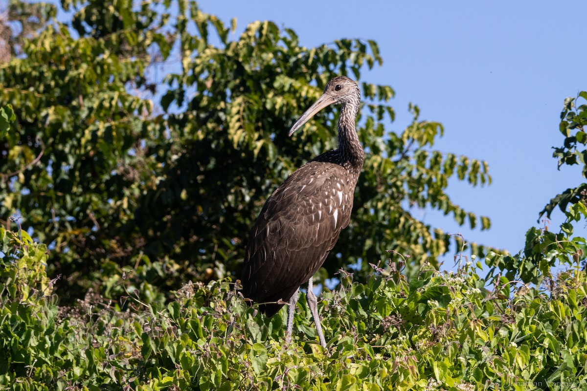 Limpkin - ML305980011