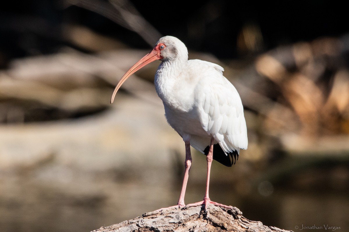 ibis bílý - ML305980021