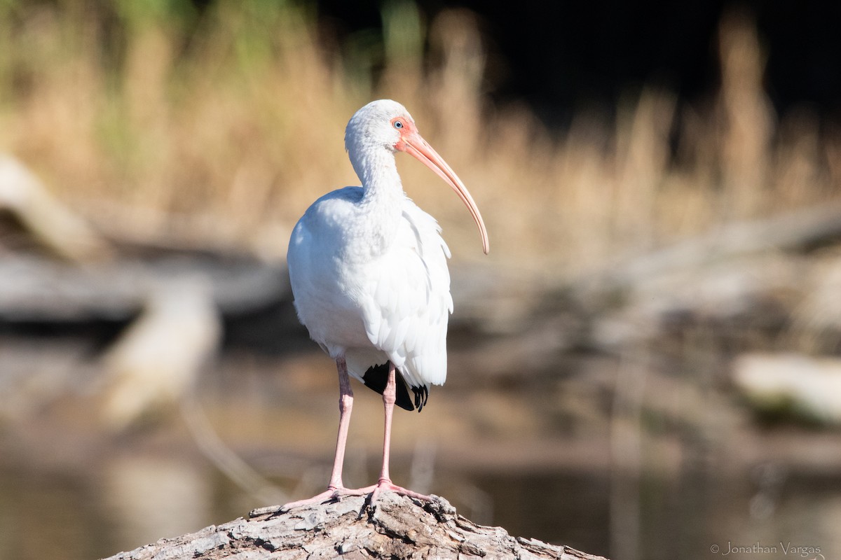 ibis bílý - ML305980061