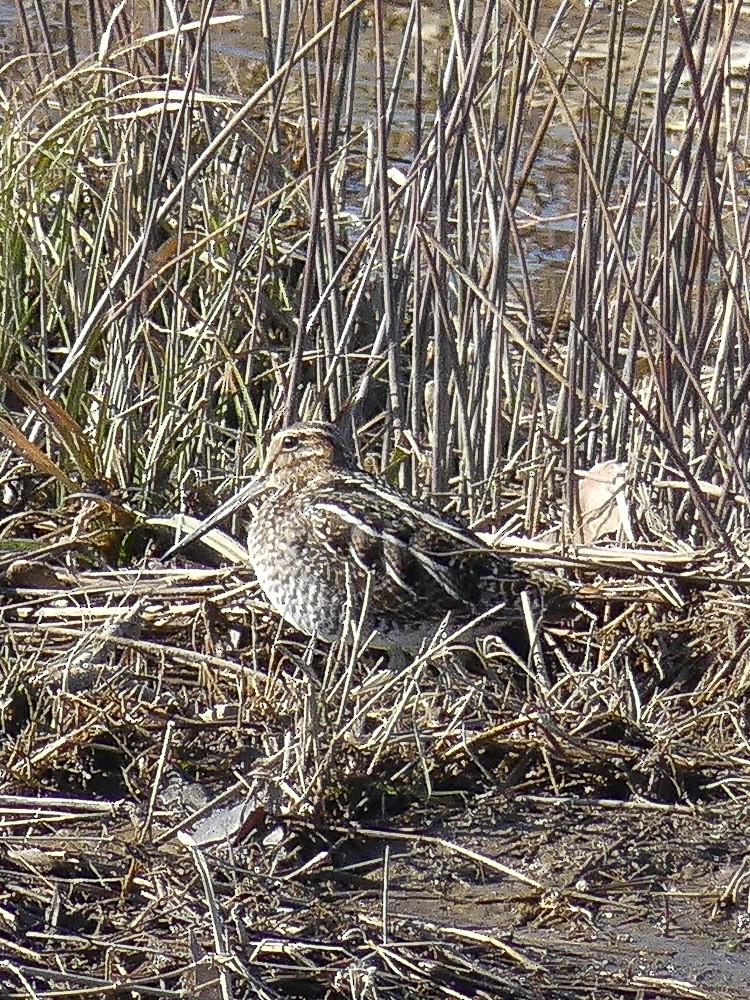 Wilson's Snipe - ML305980471