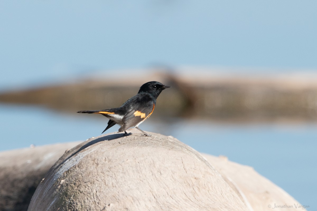 American Redstart - ML305980531