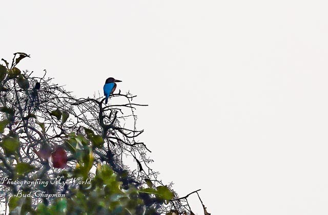 White-throated Kingfisher - ML305981981