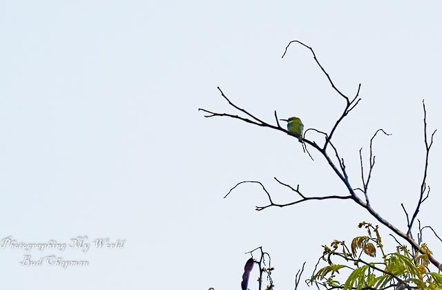 Asian Green Bee-eater - ML305982091