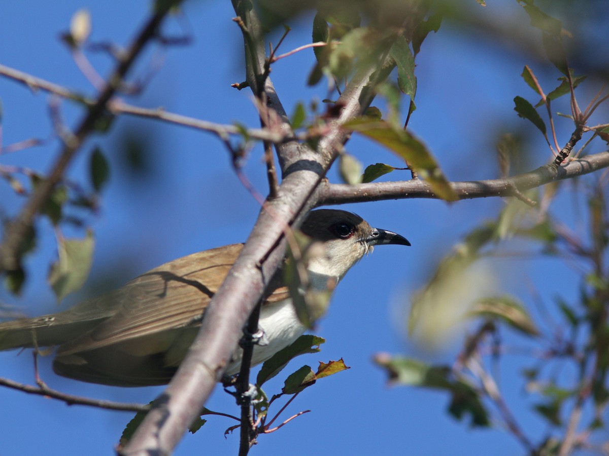 Black-billed Cuckoo - ML30598311