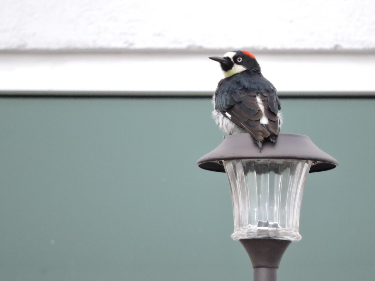 Acorn Woodpecker - Manuel Becerril González