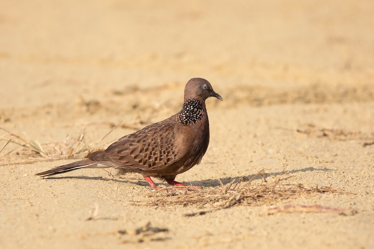 Spotted Dove (Eastern) - ML305987661