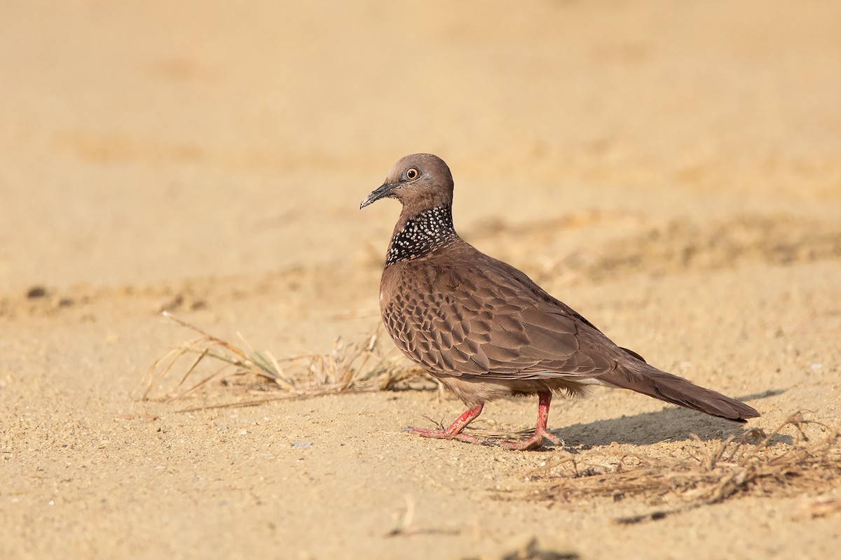 Spotted Dove (Eastern) - ML305987671