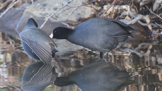 Hybride Gallinule d'Amérique x Foulque d'Amérique - ML305987801