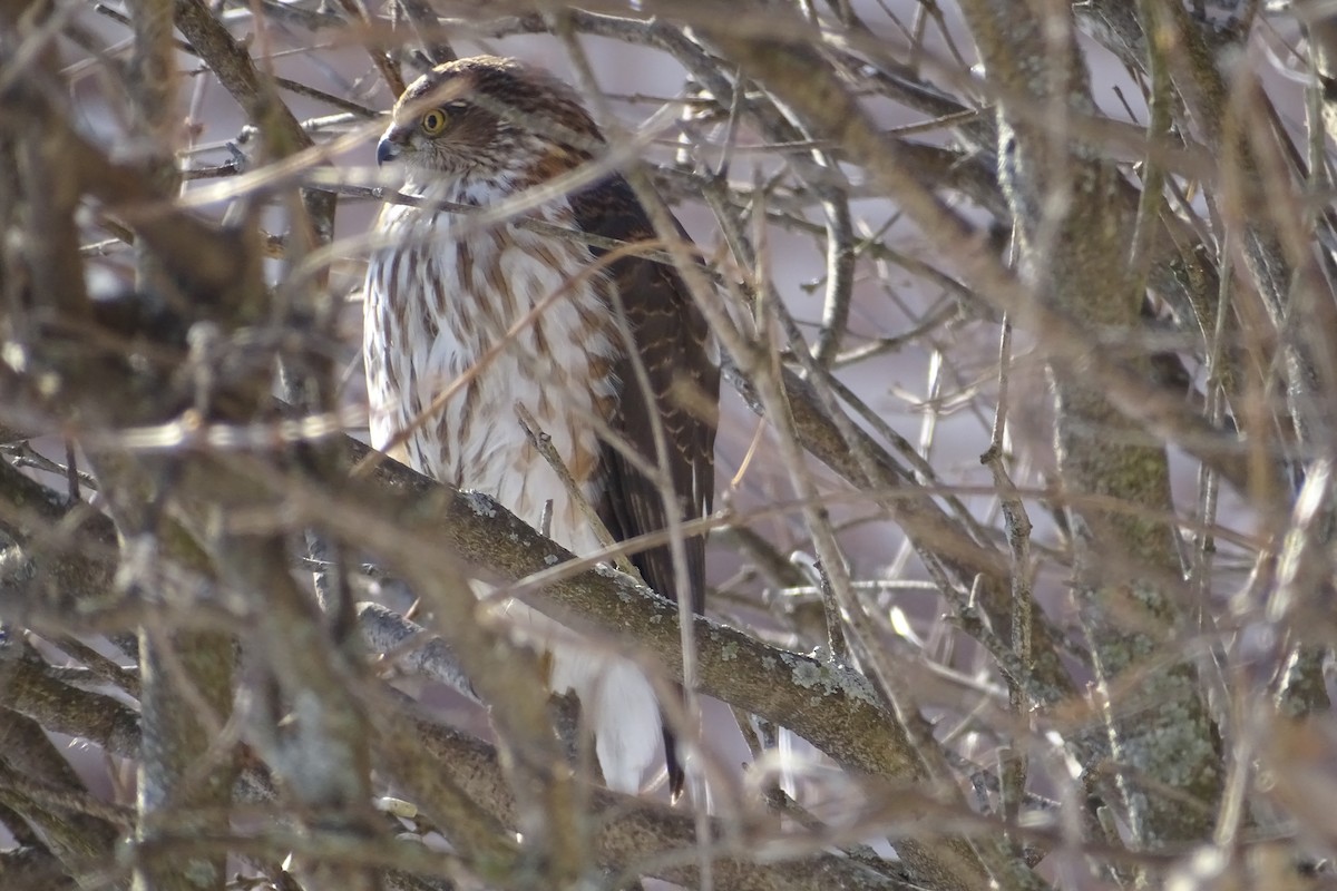 Sharp-shinned Hawk - ML305988921