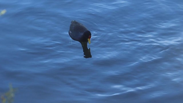 Common Gallinule x American Coot (hybrid) - ML305990611