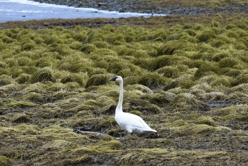 Trumpeter Swan - ML305991501