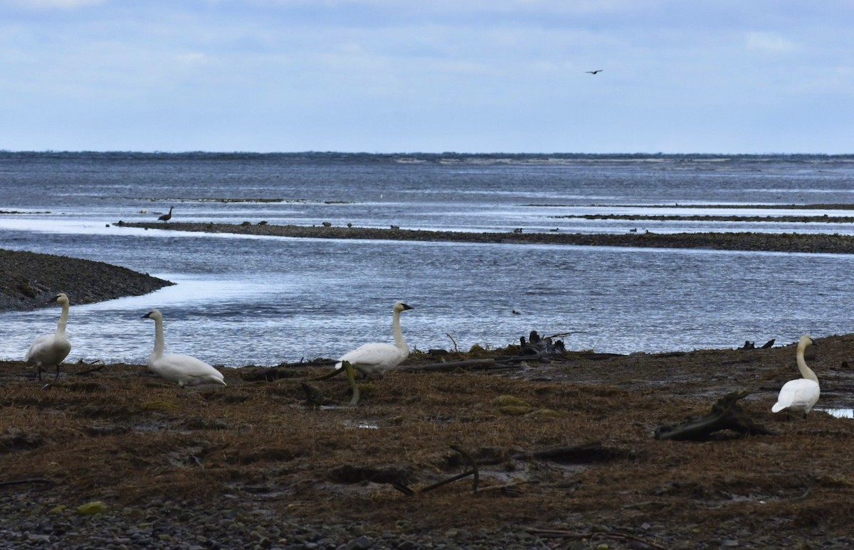 Trumpeter Swan - ML305991531