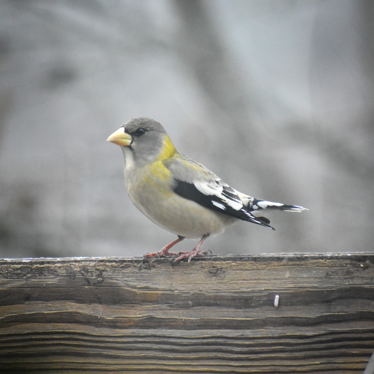 Evening Grosbeak - Kearby Bridges